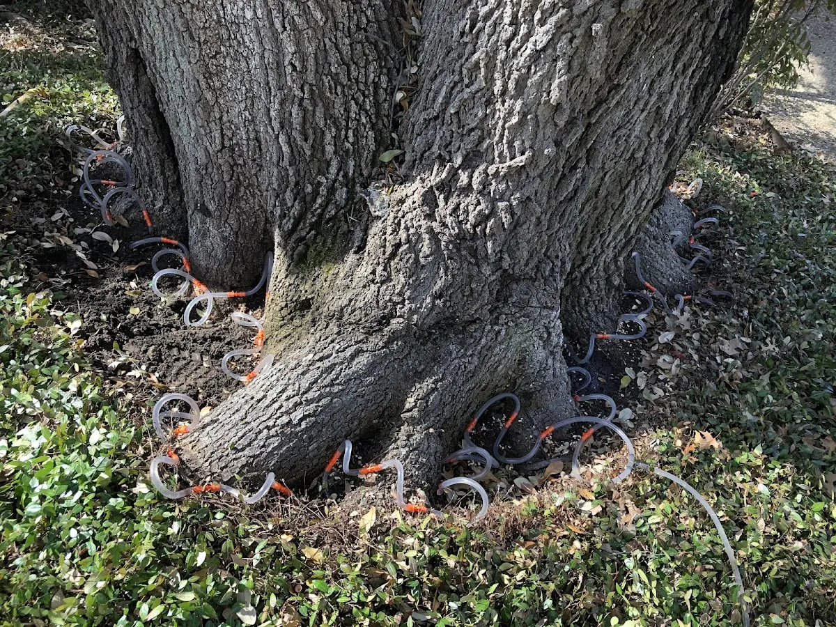 Detailed Tree Cabling and Bracing job site in Huntingtown