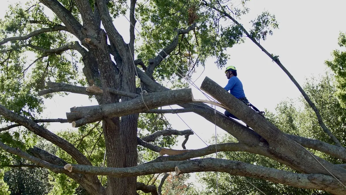 Professional Hazardous Tree Removal performed by certified arborists in Huntingtown